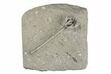 Fossil Crinoid (Onychocrinus) - Crawfordsville, Indiana #215808-1